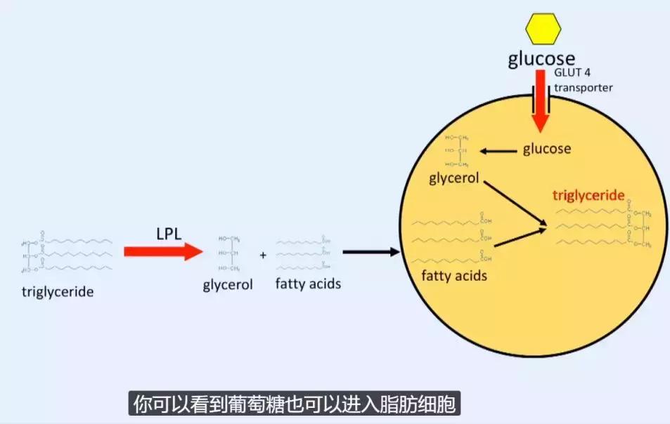 世界公认减肥2天瘦10斤,日本快速减肥法一星期瘦十斤