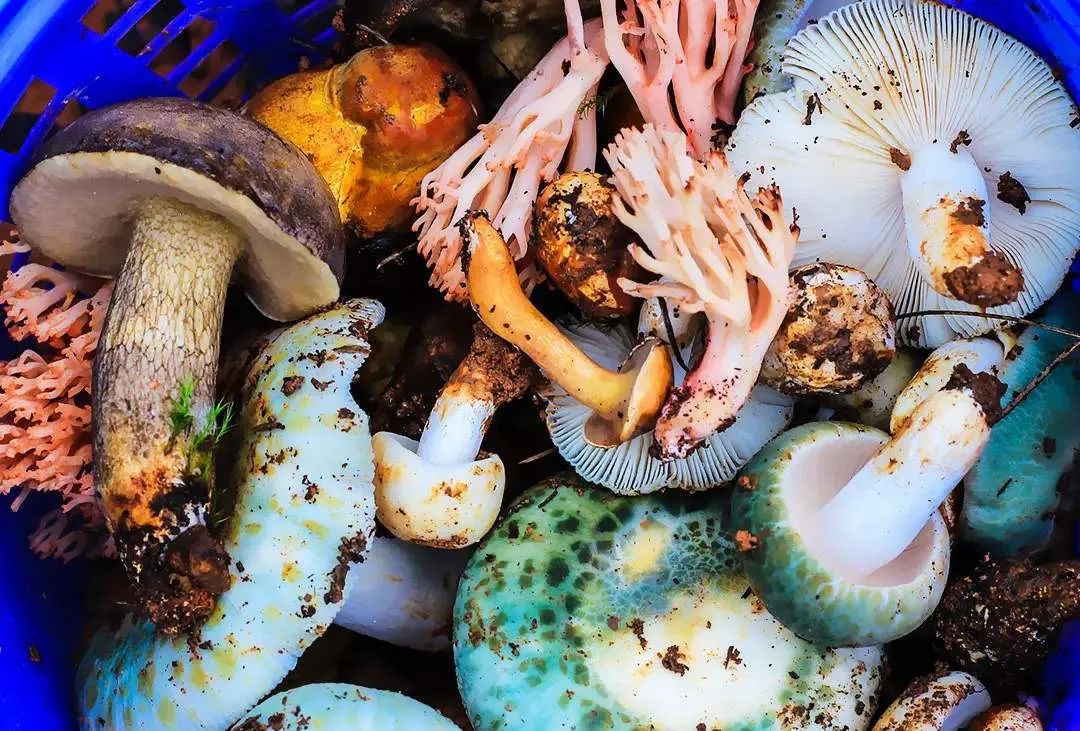 洛克徒步木里到稻城翻的是哪座山,秘境四川甘孜