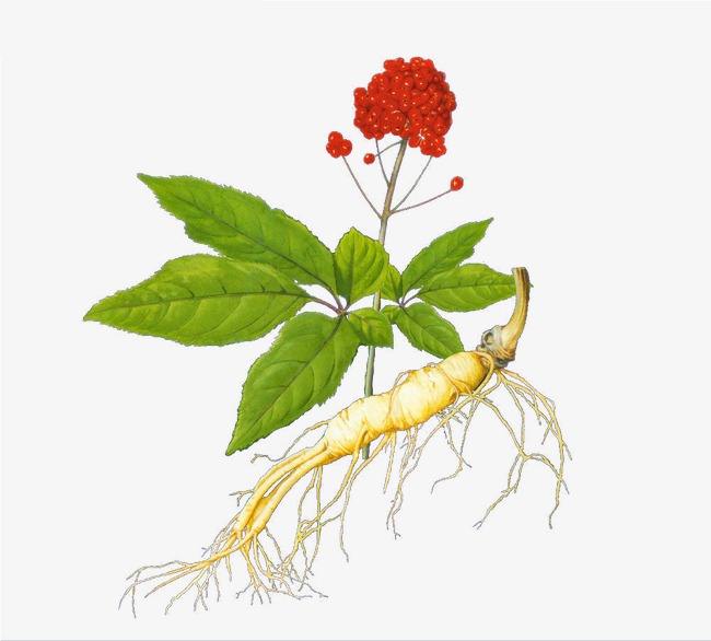 人工人参能放多少年,人参有多少年历史了