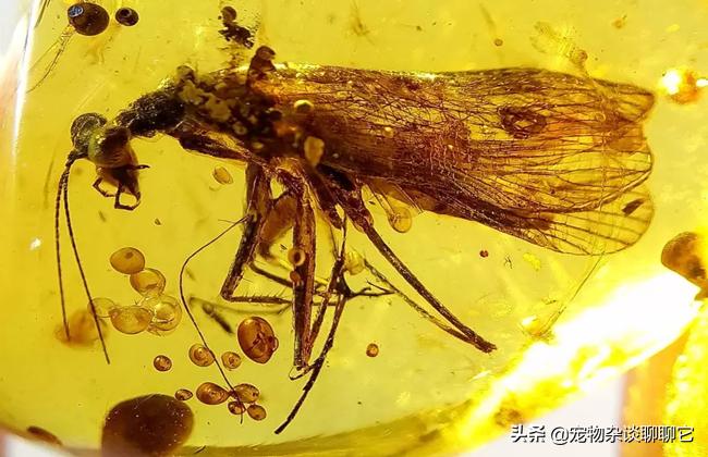 螳螂的捕食过程和残忍习性,强大的螳螂为什么要吃弱小的螳螂