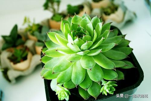 多肉长了小虫子可以用啤酒喷洒吗,多肉长黑虫能用白醋加水喷杀吗