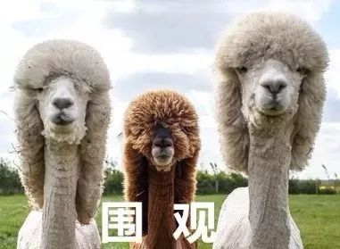 别再被骗的护肤品,雅诗兰黛和红腰子哪个对红血丝好