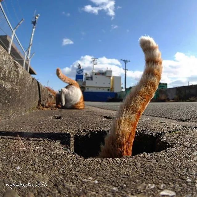 镜头下的猫视频,盘点那些可怜的流浪猫