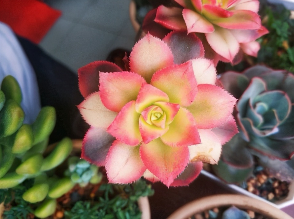 艳日辉长了很多侧芽要剪掉吗,艳日辉怎么养出状态