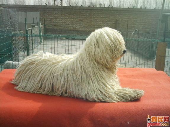 鐙楃嫍澶у叏鍙埍,鍙埍鐨勫皬鐙楃嫍閫佺粰鐖辩嫍浜哄＋