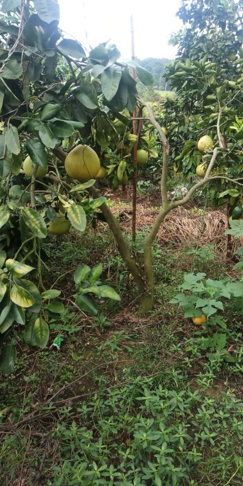 四川中江金秋柚乡果飘香,金秋九月柚果飘香说丰年