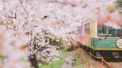 樱花前线2022年,2022第一场樱花