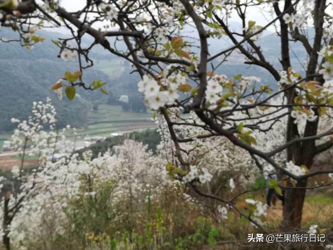 云南适合隐居的小山村,云南与世隔绝的花海