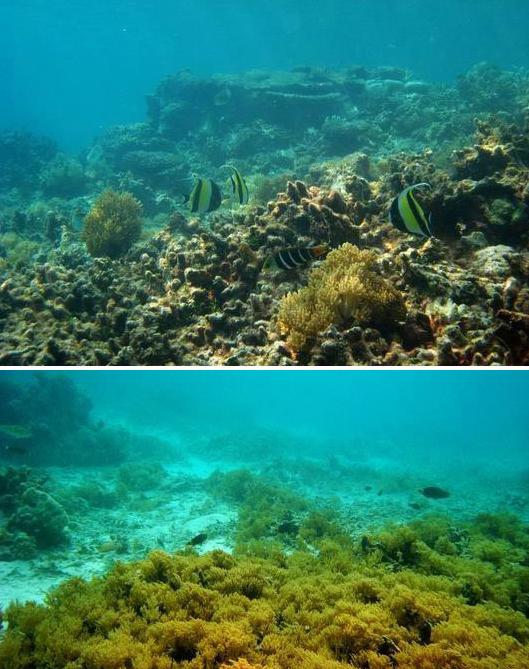 距离珠海最近的岛屿,珠海马尔代夫海岛