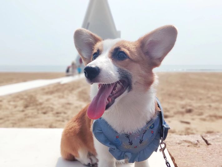 新手养宠必备知识点,新手养甲攻略