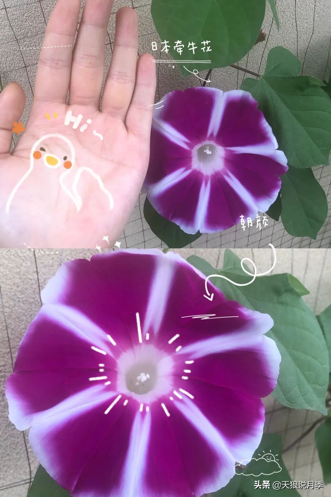 怎么打造露台小花园,如何打理自己的露台小花园