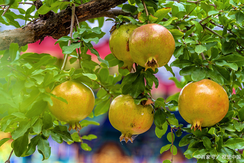 农村后院适合种啥树,家里种哪五种树可以旺家多子多福