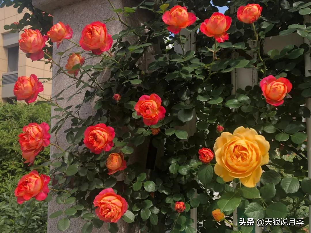 月季花是时候展现真正的技术了 (开春的第一波月季花就这么过去了)