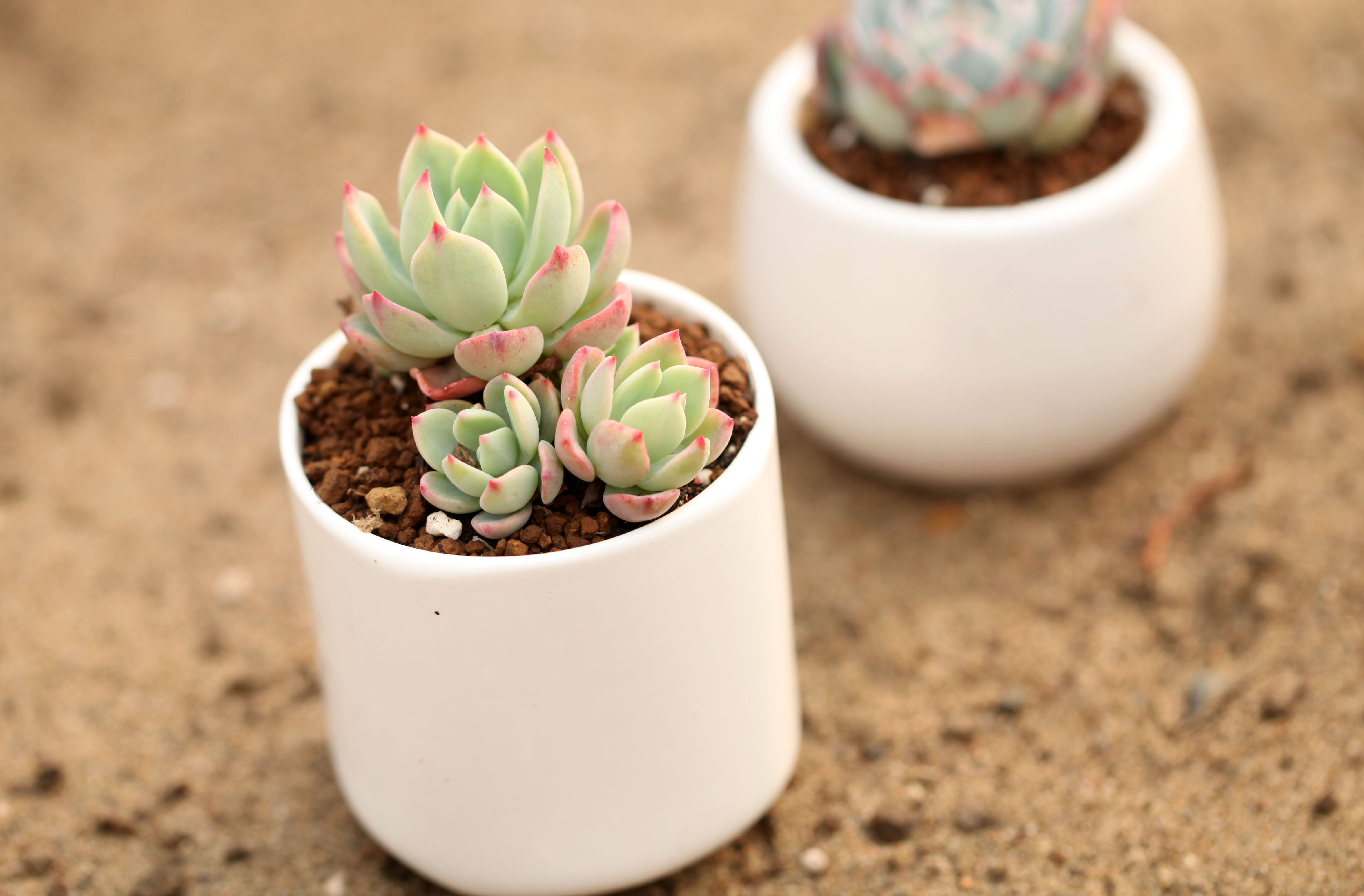 多肉枯萎了怎么恢复,多肉枯萎了怎么让它重新恢复