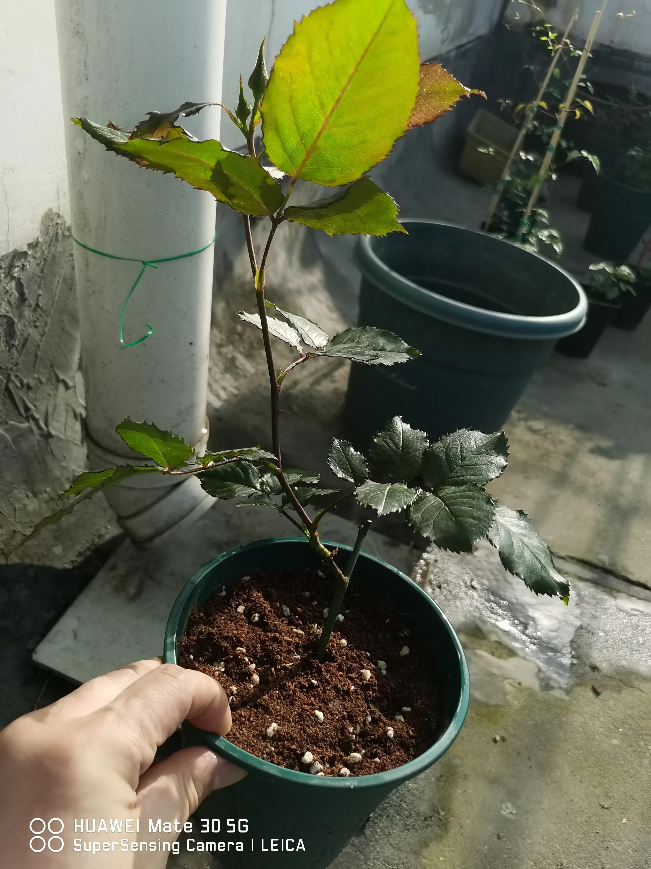 闲鱼买花有骗局吗,闲鱼上卖花好卖吗