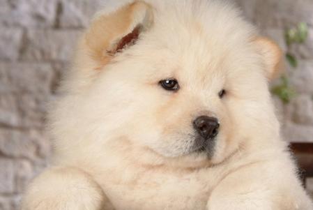 老年犬的日常保健视频,老年犬的饲养管理文章