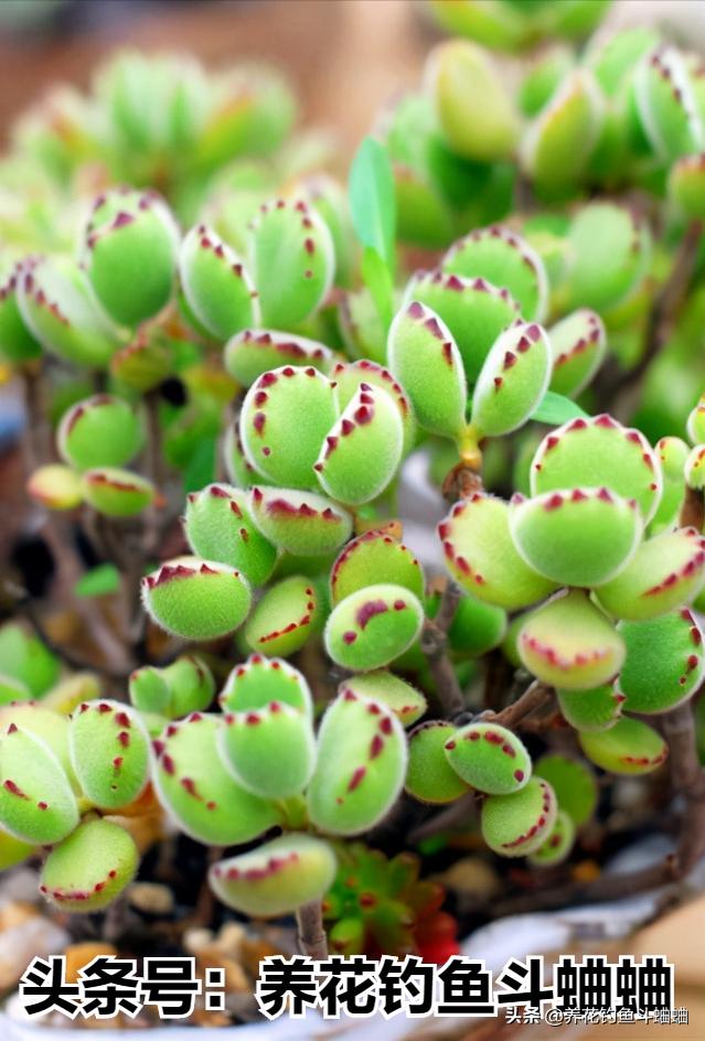 养熊童子用什么土好,熊童子多肉怎么养叶层变多