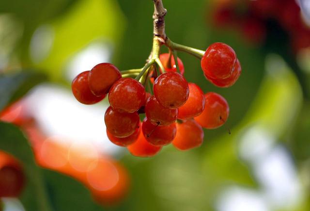 开封博爱网络樱桃节,博爱樱桃节是什么时候