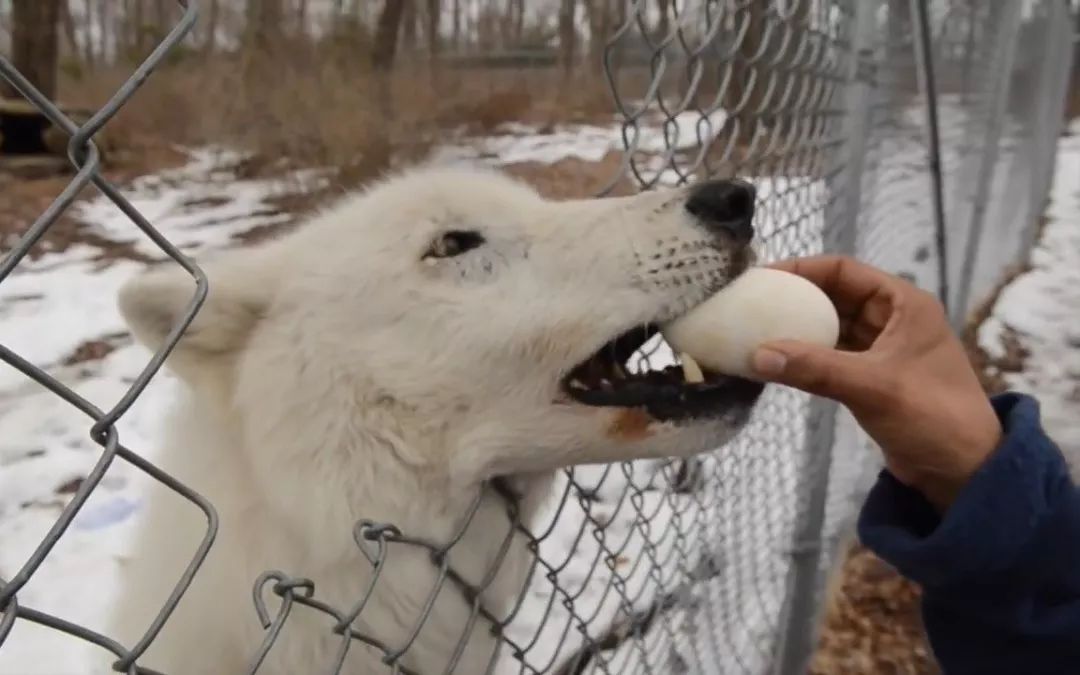 狗狗肾指标高可以吃蛋黄吗,狗狗得肾病能吃蛋黄吗