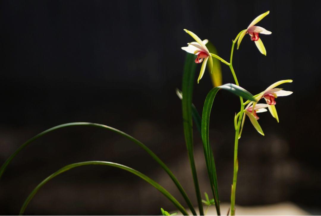 为什么有人说中国国花是牡丹,中国的国花为什么要选牡丹呢