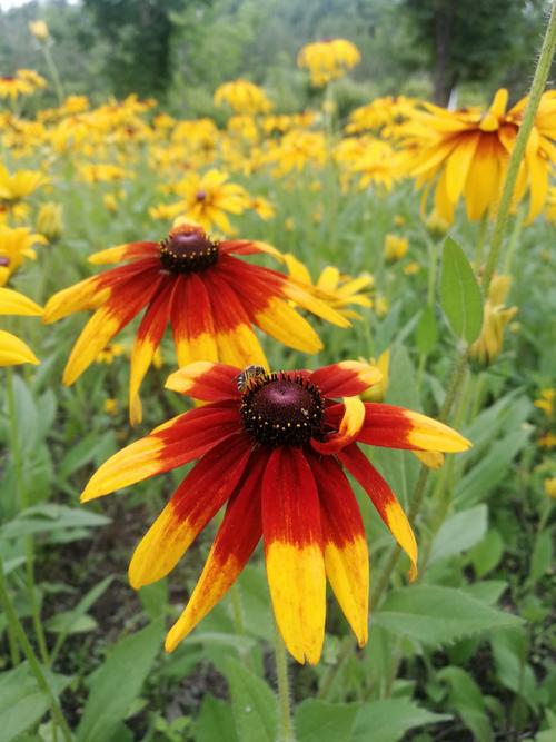 植物世界丨40款人见人爱的爆火花卉居然都是入侵植物，丢弃要犯罪