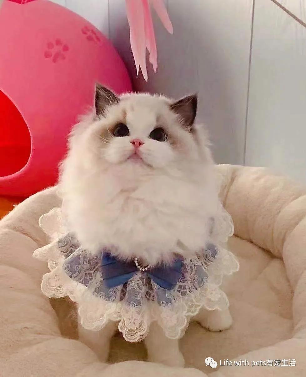 猫咪科普便便,猫屎软便是体内有寄生虫了吗