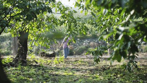 北京京郊女孩抱团养老村,北京山里抱团养老