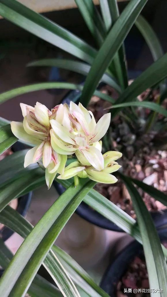 5种花特清香，家里养一盆，芬芳不断，清香四溢，异味全无