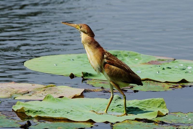 鱼类身上最常见的寄生虫长什么样,23种常见鱼类寄生虫高清图谱