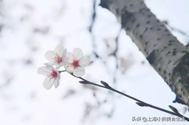 顾村公园一年一度赏樱,顾村公园赏樱点