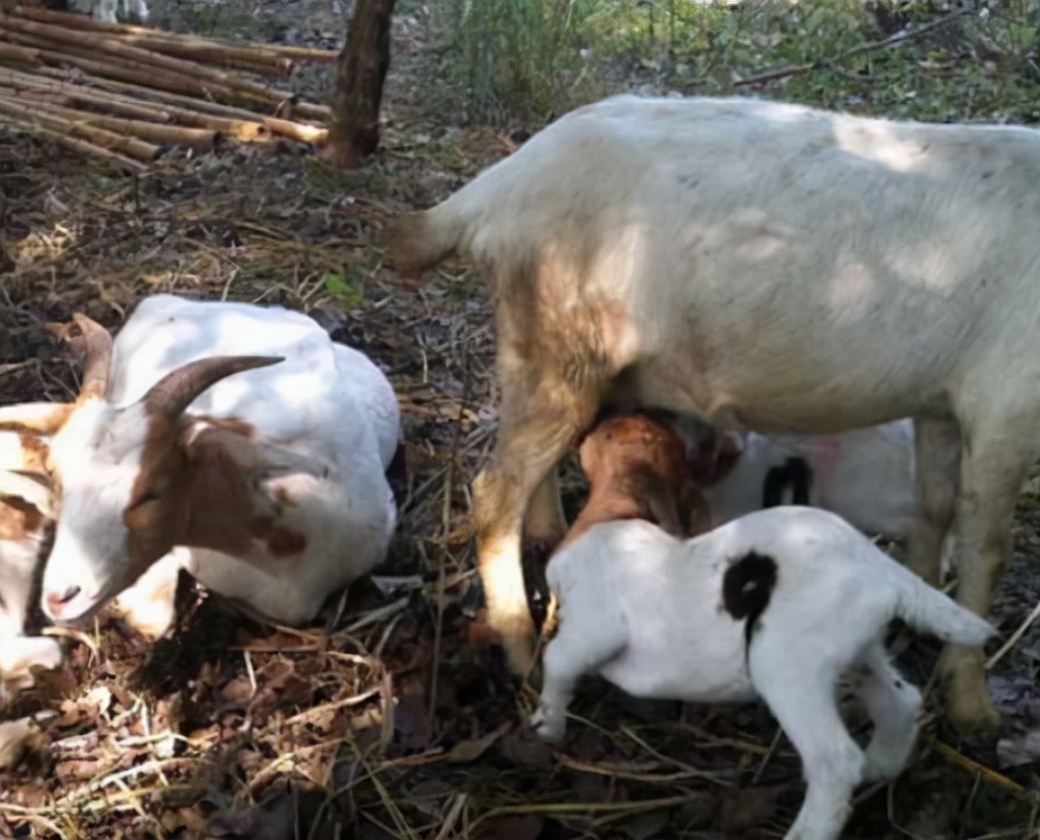 羊乳房炎用什么药好,羊乳房炎吃什么中成药好