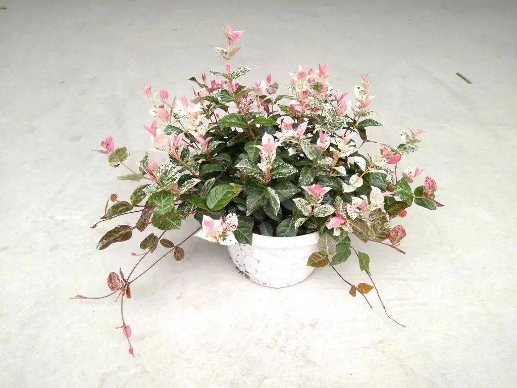 优雅灵动婉转清丽的花叶藤草,花叶络石这么养护,缤纷芳菲如彩蝶