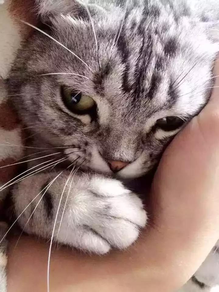 犬猫的治疗方案,犬猫如何预防应激