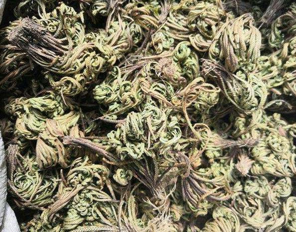 卷柏能养成盆景，叶子却总爱“打卷”，这几点养护技巧都做到了吗