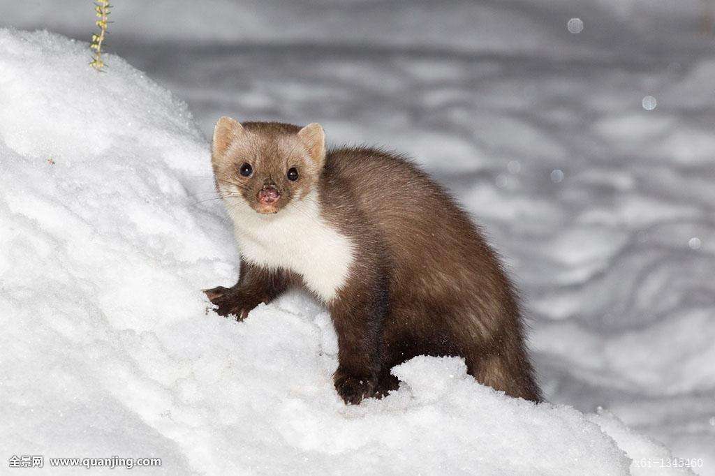 貂动物介绍,黄金貂介绍