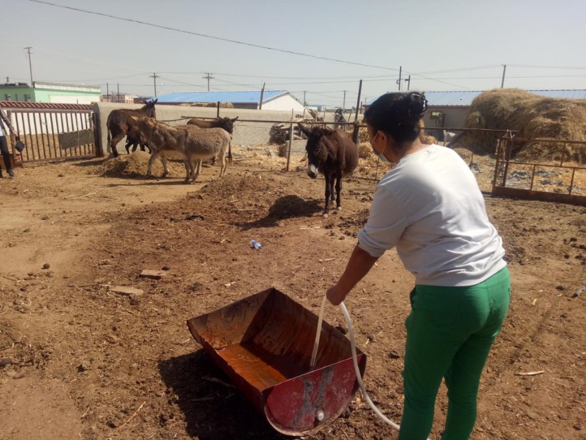青河驴产业拓宽增收路,青河驴产业