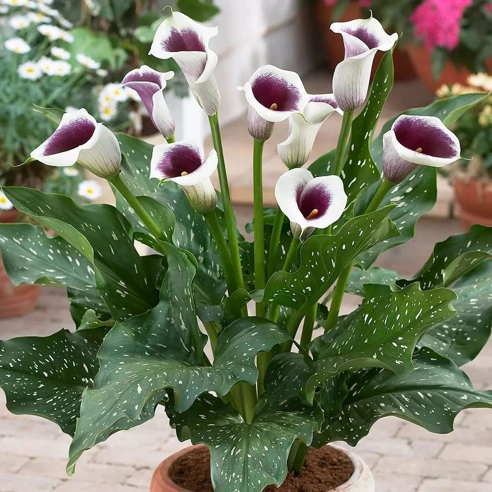 马蹄莲种球选择技巧及其种植方法,马蹄莲的种球种植方法和注意事项