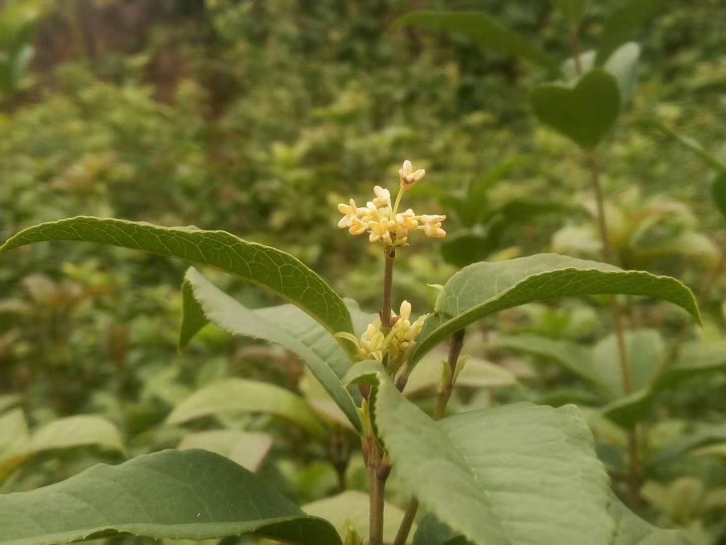 突破层级用什么方法,语文排序题秒杀技巧