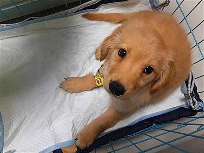 辟谣迷你狗的谣言,狗狗细小成犬后还会得吗