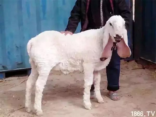 最厉害的10种羊,最好的种羊是什么品种呢