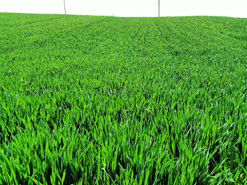 原创随笔父亲,父亲三周年祭日的祭词