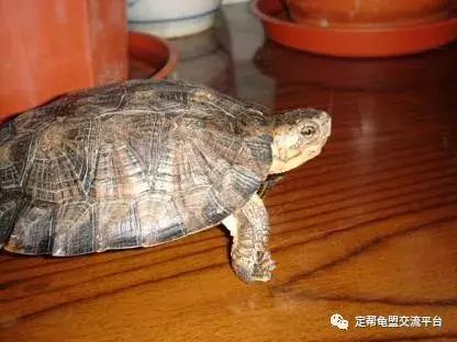 半水龟缸细致讲解,半水龟造景生态缸入门