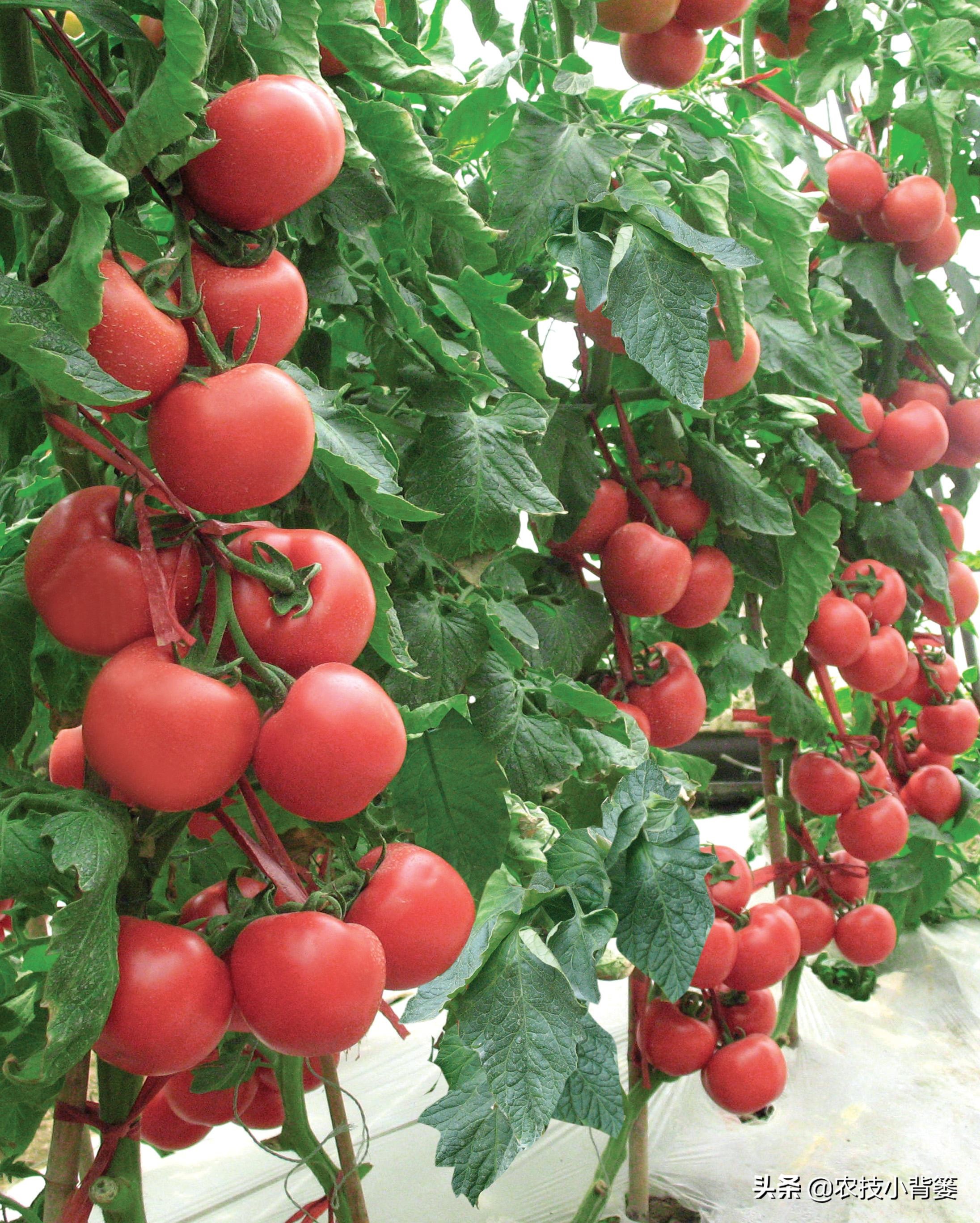 番茄膨果期出现裂纹、开裂等裂果现象，原因不一定都是因为缺钙！