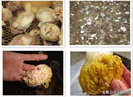 鸡得腺胃炎症状图片,鸡腺胃炎防治方案