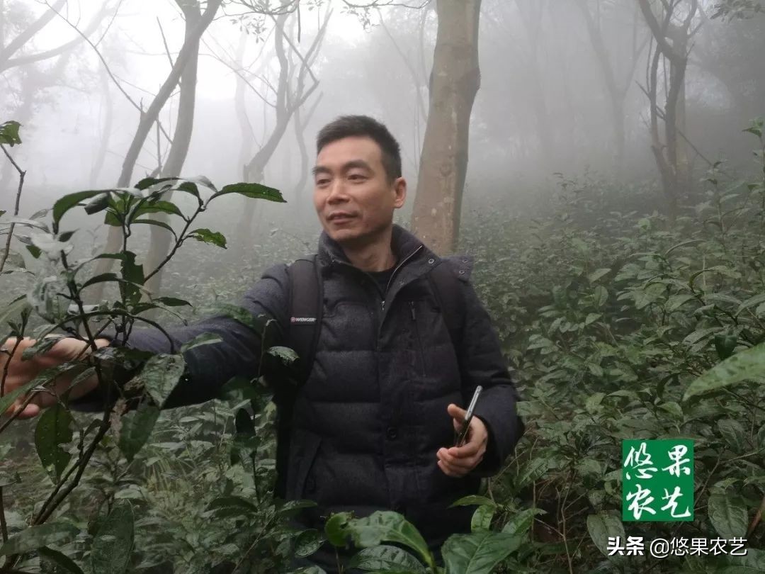 期待兰花香,再谈鸠坑群体种老茶园