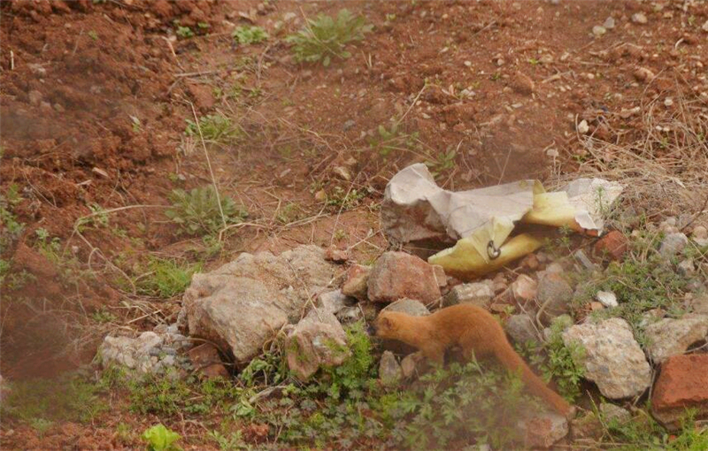 真正的黄鼠狼能不能吃,黄鼠狼死了能够吃吗