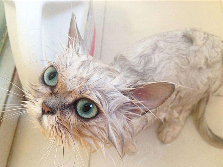 猫咪毛发变颜色是怎么回事,辟谣猫咪谣言