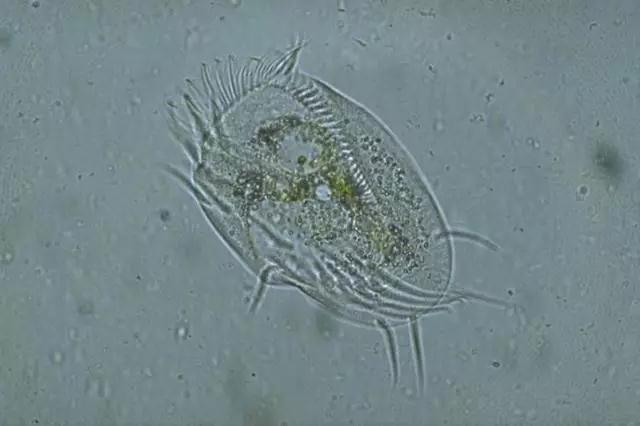 收藏!24种污水处理微生物菌相及指导意义,环保人必看(多图)