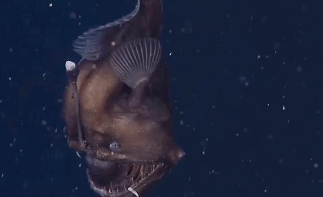 科学家发现喉咙深处有个神秘器官,巨型章鱼的肚子里长啥样