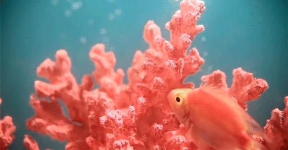 时尚圈今年的流行色,今年时尚趋势流行色